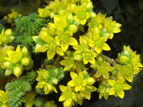 Sedum acre var minima